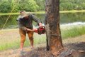 Cut down as a tree limb