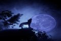 Howl at the moon