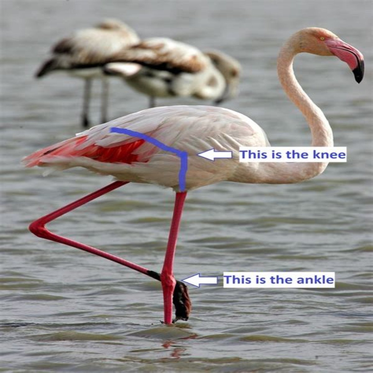 HTML